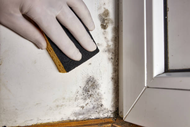 Best Attic Mold Removal  in Porter Heights, TX